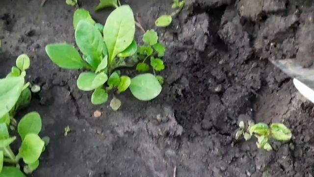 РАЗВИТИЕ ПЕТУНИЕВОГО ДЕРЕВА НА СЕРЕДИНУ ИЮНЯ. САМОСЕВЫ ПЕТУНИИ ПЕРЕНОШУ НА ПОСТОЯННОЕ МЕСТО.