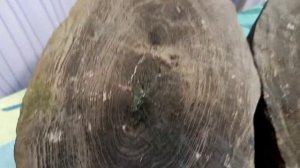 окаменелое дерево