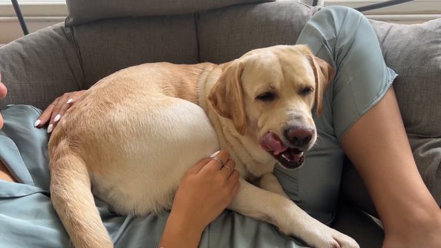 Малыш и Лабрадор Бетти борются за место на руках у Насти смотреть онлайн