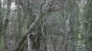 Подборка свежих выстрелов по кабану