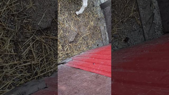 ИНГУШЕТИЯ/ КЕРДА ХОАМАЖ 2 смотреть онлайн