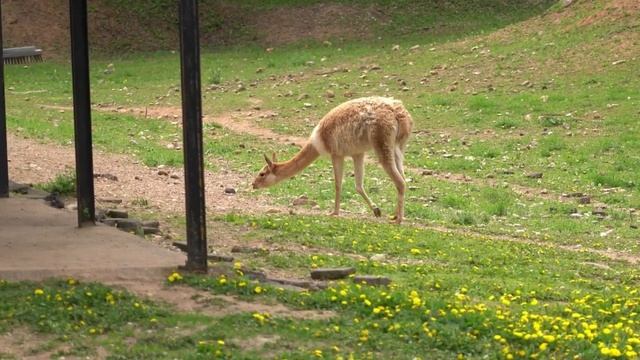 Побрызгаться с тигром, побегать с гепардом?? смотреть онлайн