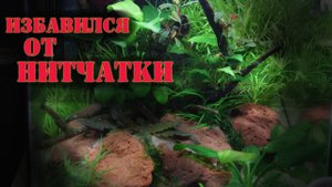 Ушла НИТЧАТКА/Появился КСЕНОКОКУС