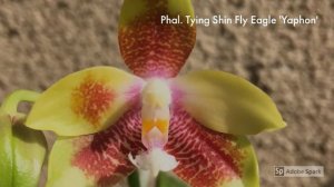 Phal. Tying Shin Fly Eagle 'Yaphon'