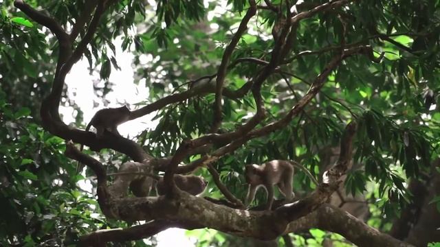 Звуки Обезьян Мартышек ?? Full HD 1080 смотреть онлайн