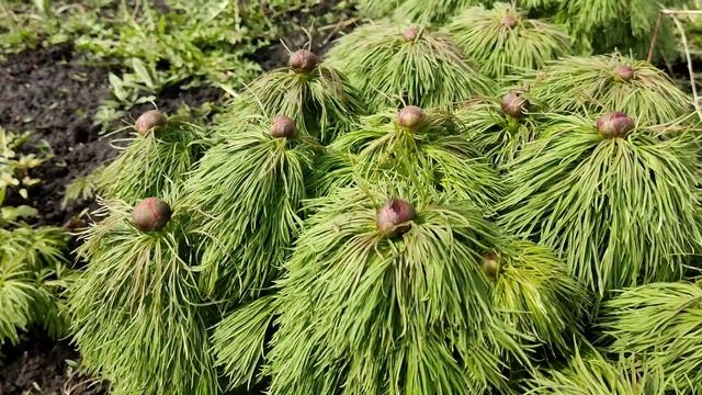 Пасека и не только. 15 апреля 2023 г. смотреть онлайн