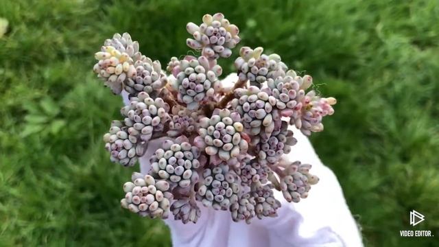 Graptopetalum Pachyphyllum Bluebean смотреть онлайн