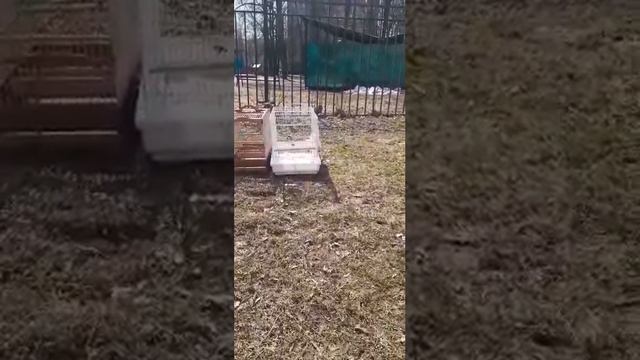 Щегол Чемпион Москва смотреть онлайн