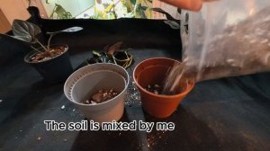 🌱PLANTING🌱 Syngonium erythrophyllum Red Arrow cuttings🌱 to soil + 🤐Soil MIX SECRETS revealed🤐