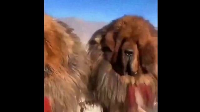 Топ 10 лучших сторожевых собак, для охраны частного дома и квартиры.