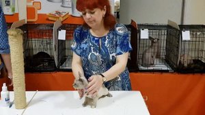 Девон рекс. Выставка 12-13 июня Санкт-Петербург