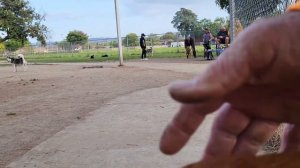 cane Corso corrects hyper active sharpei and Shiba Inu at dogpark