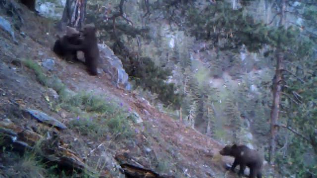 3 Bear cub are playing with mother | დათვი 3 ბელთან ერთად თუშეთის ეროვნულ პარკში