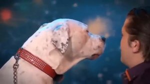 Собака поет песню Уитни Хьюстон