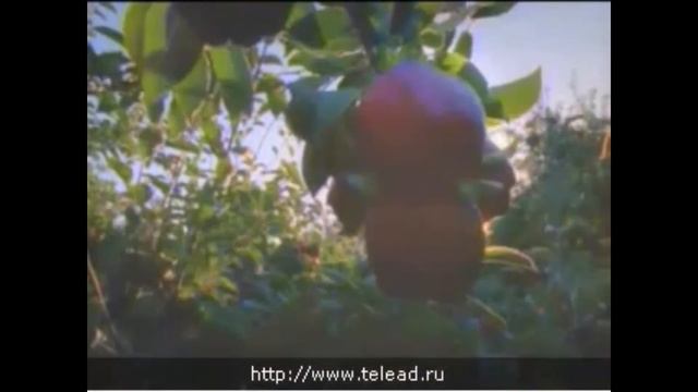 гербер гегер
