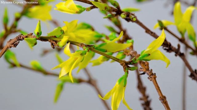 Гармоничная мелодия для души! Лучшая музыка Сергея Чекалина отлично подходит для отдыха! Vol.4 смотреть онлайн