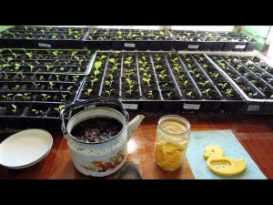 Первая прикормка после пикировки , рассады Табака.