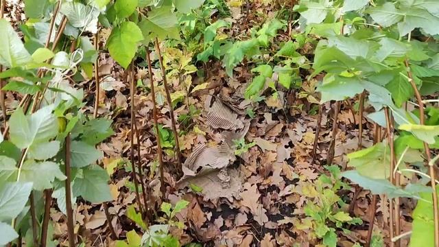 Уход за малиной осенью, укладка, обрезка. смотреть онлайн