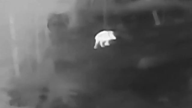 Hikmicro Thunder TE19C смотреть онлайн