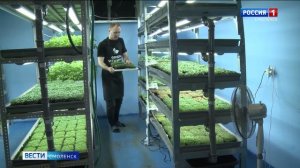 Смолянин выращивает популярную микрозелень в домашних условиях