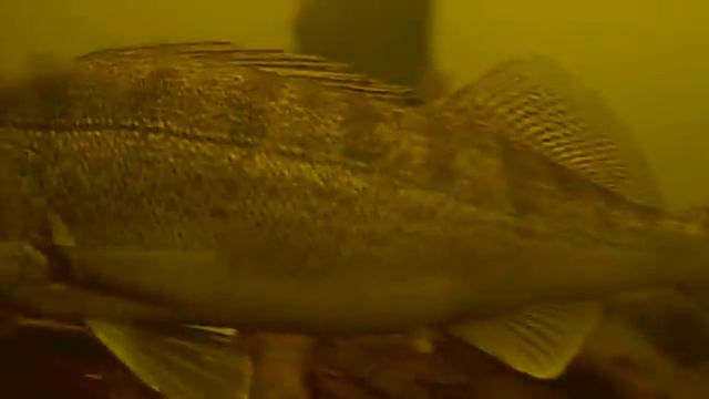 Стая крупных судаков!!!! 6 метров смотреть онлайн