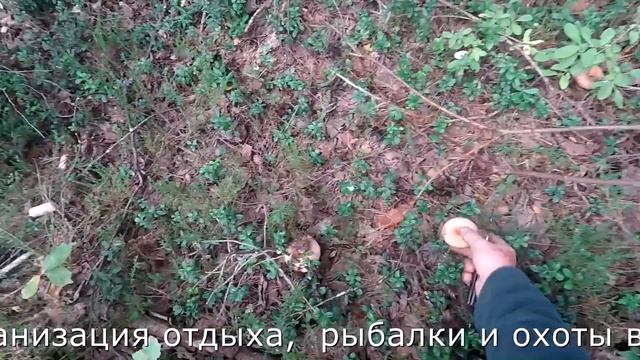 Осень и опять поход за грибами смотреть онлайн