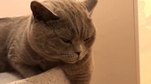 Любимые места для сна и поведение БРИТАНСКОГО кота Гарри/British Cat