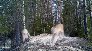 Рысь готовится к жизни в дикой природе.  Центр реабилитации рыси ABCR