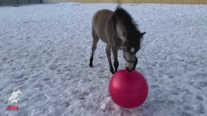 Школа жеребят в КЦ Нева