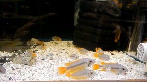 Аквариумная рыбка, Апистограмма какаду, Apistogramma cacatuoides “Orange Flash”