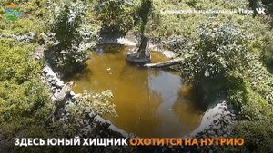Леопард охотится на нутрию