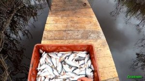 Рыбалка на мордушки катиски и кубарь в полноводье. Эти снасти ловят абсолютно всю рыбу.