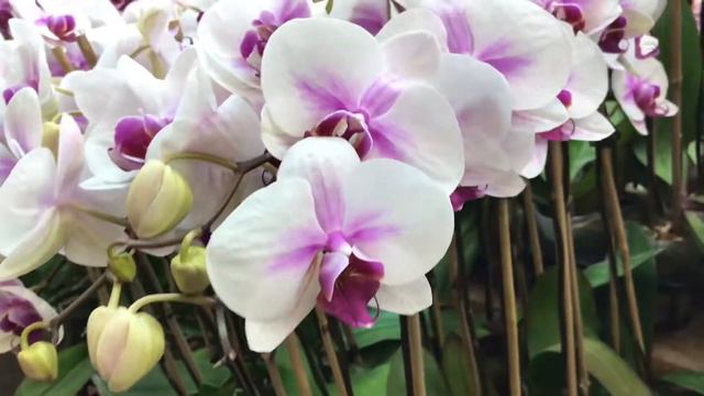 Phalaenopsis orchids смотреть онлайн