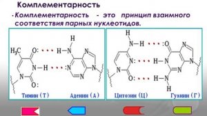 "Строение молекулы ДНК"