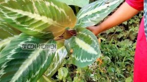 |plant hunting malayalam 2022|zero cost plant hunting2022 |indoor plant hunting 2022