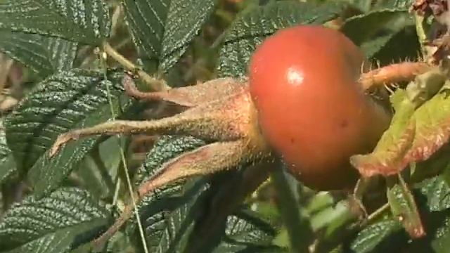 шиповник зелёный ягоды смотреть онлайн