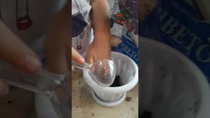 Пересадка гиацинта.