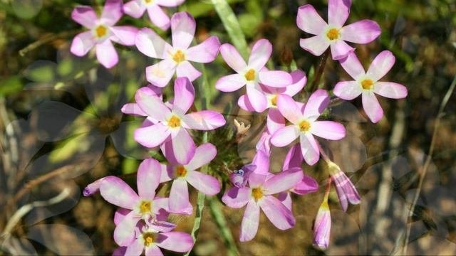 Неприхотливые Засухоустойчивые ЦВЕТЫ НА ВСЕ ЛЕТО, о которых немногие знают!