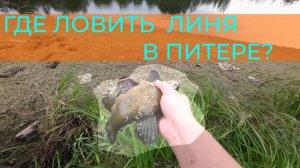 ГДЕ ЛОВИТЬ ЛИНЯ В ЛЕНИНГРАДСКОЙ ОБЛАСТИ