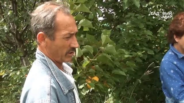 Абрикосы в Средней полосе. Сайт "Садовый мир" смотреть онлайн