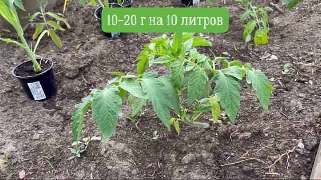Первая подкормка томата после высадки. Когда можно вносить корневую подкормку.