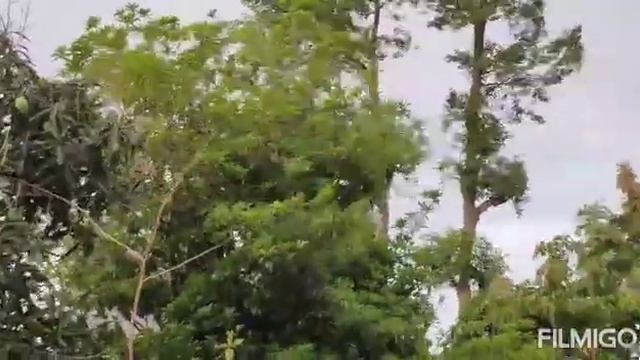 How to grow and care sapodilla plant #chiku#sapodilla#chiku plant ko kaise grow kare смотреть онлайн