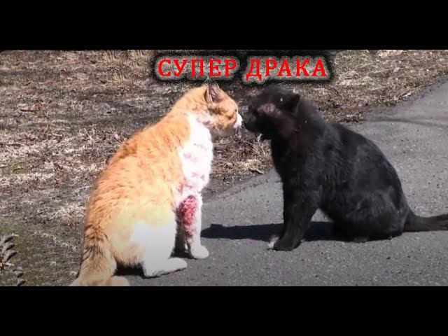 Супер драка котов