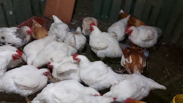 Вечернее кормление бройлеров. Бройлеры спят и набирают вес.