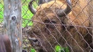 Зубровый питомник, Горный Алтай