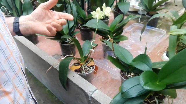 Orchideria di Morosolo orchidee foglie gialle e molli, flaccide e raggrinzite смотреть онлайн