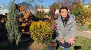 СТОИТ ЛИ САЖАТЬ В НОЯБРЕ  хвойные, кустарники, многолетники