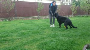 Веселая тренировка. Чёрная немецкая овчарка Black.
