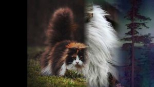 Норвежская лесная кошка (Norwegian forest cat) породы кошек( Slide show)!