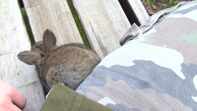 Милые маленькие кролики смотреть онлайн